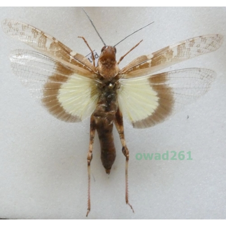 Orthoptera2 sp. Albania18d
